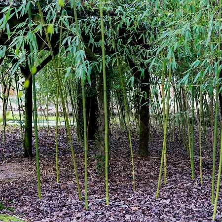 Quinta Da Mafalda * Mira (Coimbra)